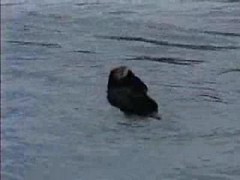 Sea Otter Up Close, Kenai Fjords National Park, Alaska (Please Raise Volume) — illustrating Sell my fractional interest in an oil and gas deal
